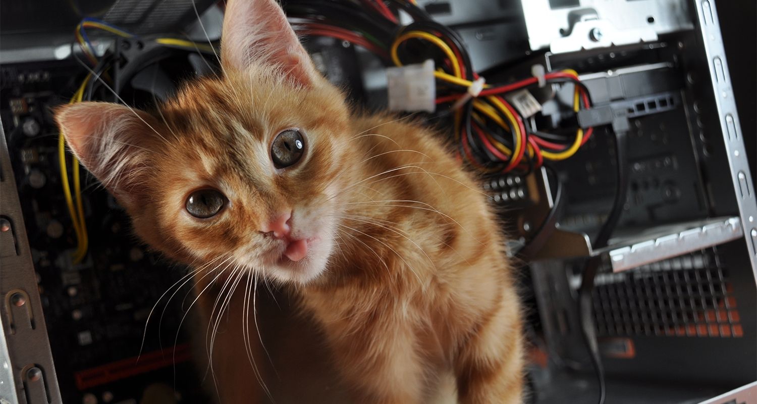 Eine Katze schleicht sich in einen offenen Computer.